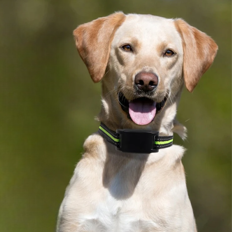 USB Rechargeable Auto Anti-Bark Collar